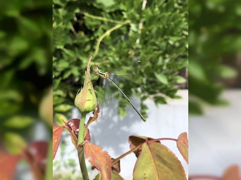 Insekticidi